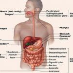Liver diagram