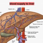 Liver diagram