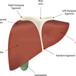 Liver diagram