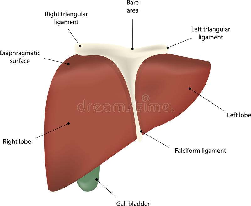 Liver diagram