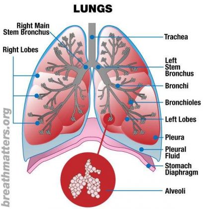 Lung diagram