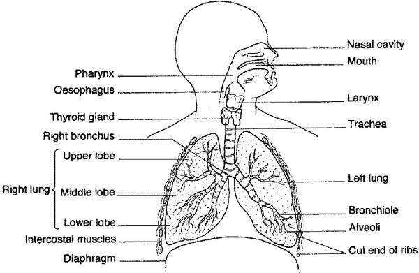 Lung Diagram