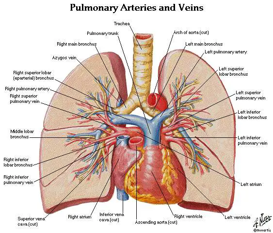 Lungs diagram