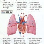 Lungs diagram