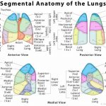 Lungs diagram