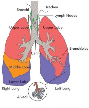 Lungs diagram