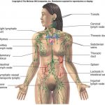 Lymphatic system diagram