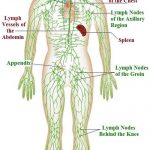 Lymphatic system diagram