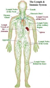 Lymphatic system diagram