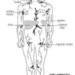 Lymphatic system diagram