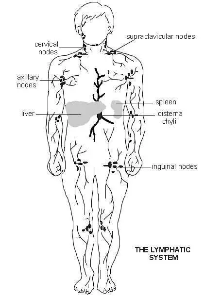 Lymphatic system diagram