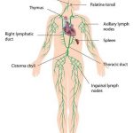 Lymphatic system diagram