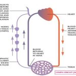 Lymphatic system diagram