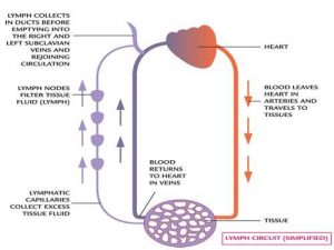 Lymphatic system diagram