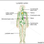 Lymphatic system diagram