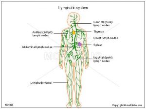 Lymphatic system diagram