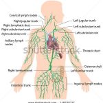 Lymphatic system diagram