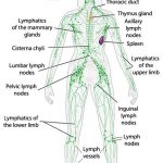 Lymphatic system diagram