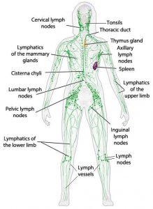 Lymphatic system diagram