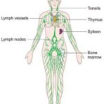 Lymphatic system diagram