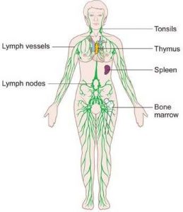 Lymphatic system diagram