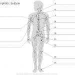 Lymphatic system diagram