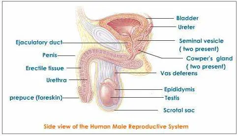 Male reproductive system diagram