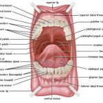 Mouth diagram