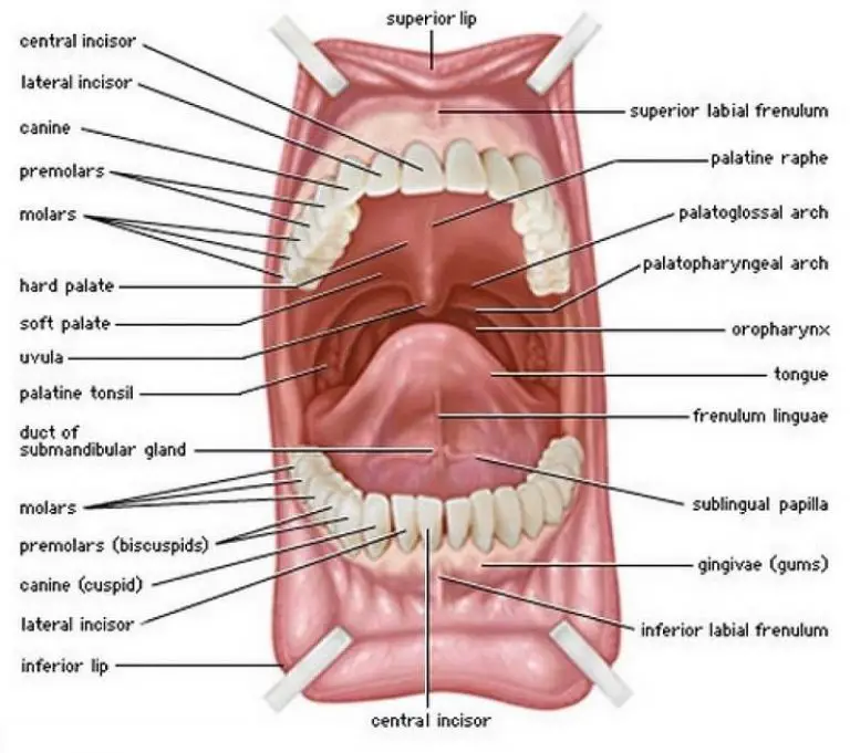 Mouth diagram