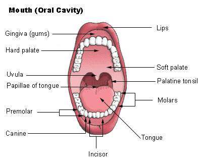 Mouth diagram