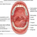 Mouth diagram