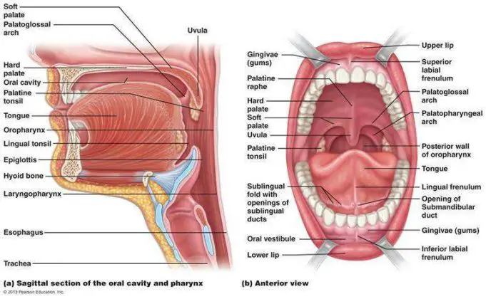Mouth diagram