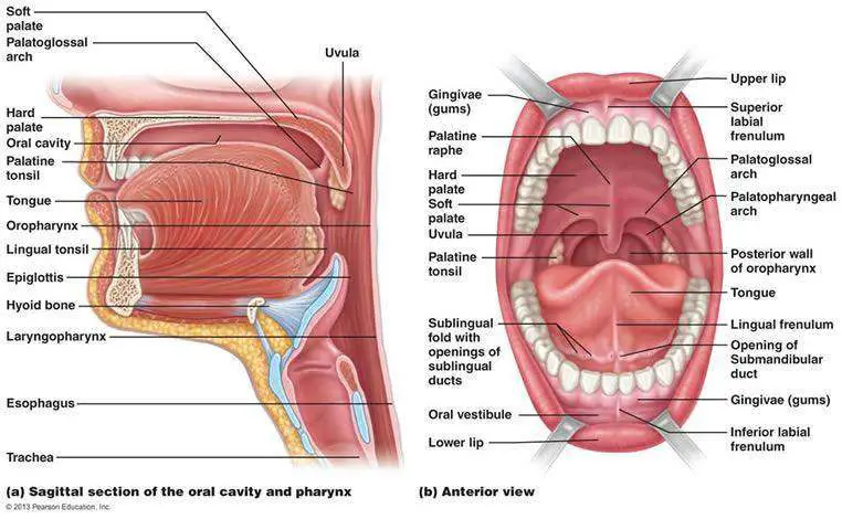 Mouth diagram | Healthiack