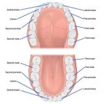 Mouth diagram