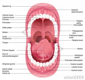 Mouth diagram