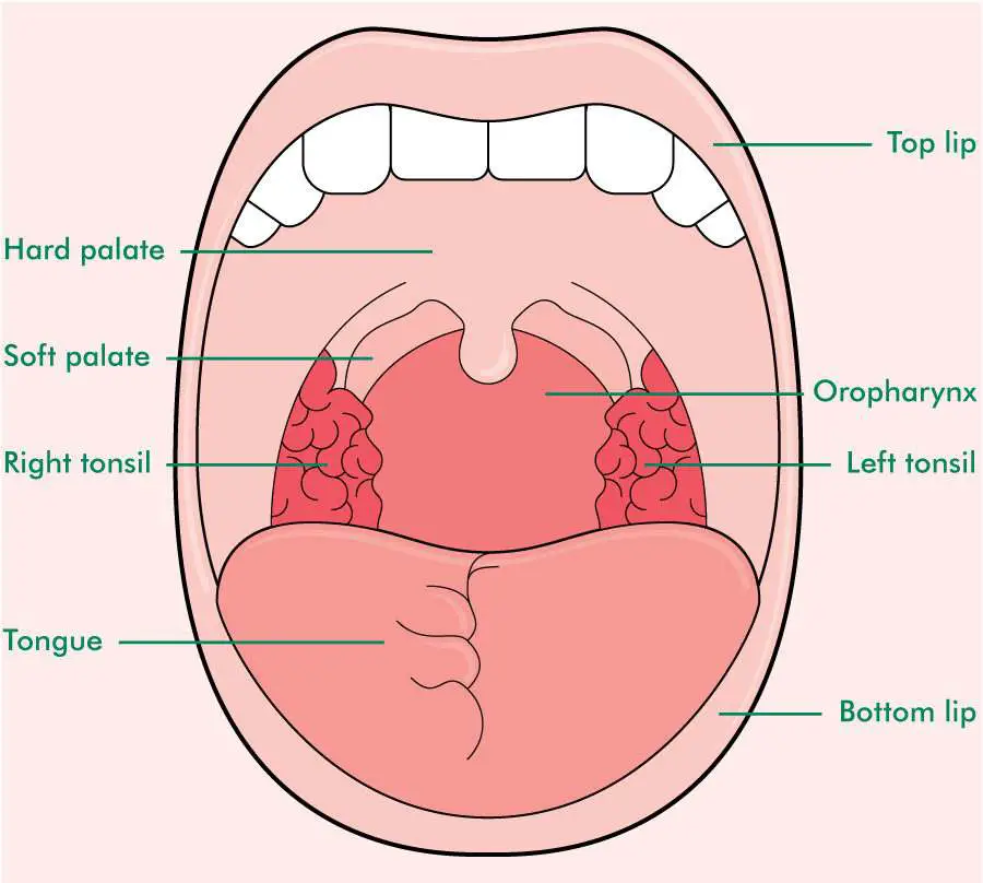 Mouth diagram