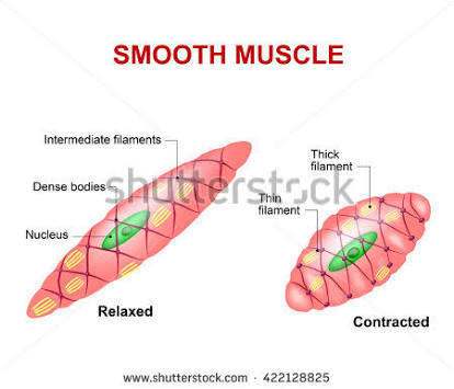Muscle cell diagram