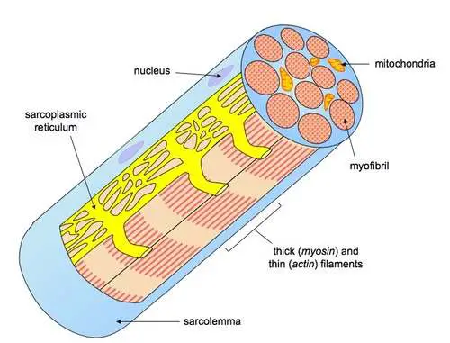 Muscle cell diagram