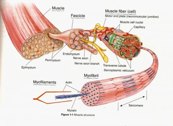 Muscle cell diagram