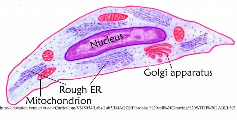 ccontrascted-muscle-cell-anatomy