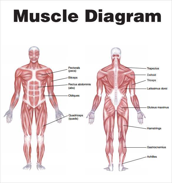 Muscle diagram