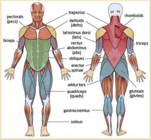 Muscle diagram