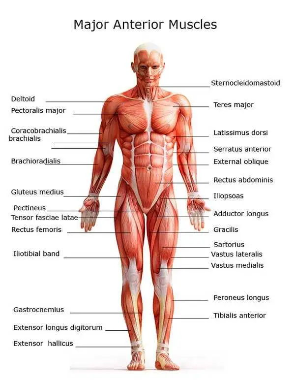 Muscle diagram