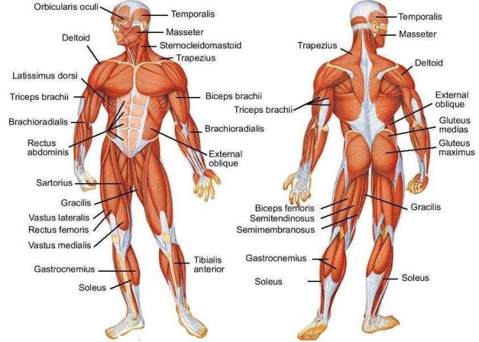 Muscles diagram