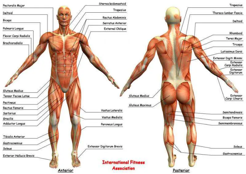 Muscles diagram