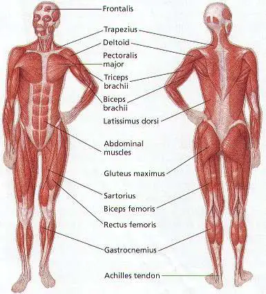 Muscles diagram
