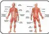 Muscular system diagram