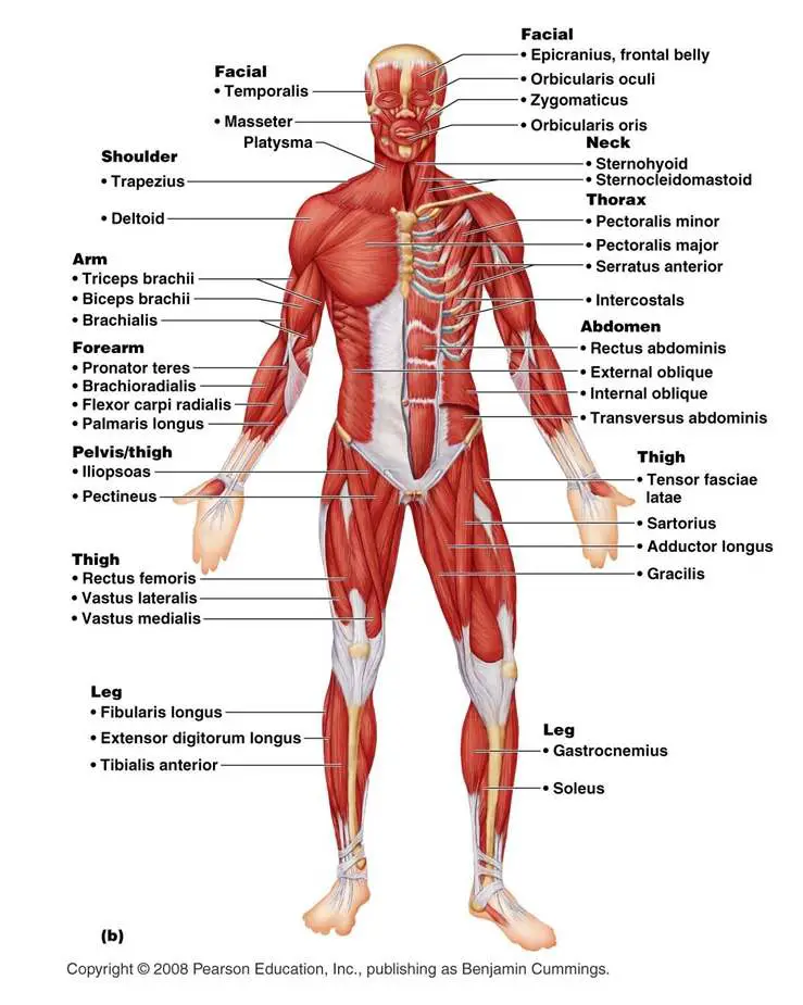 Muscular system diagram