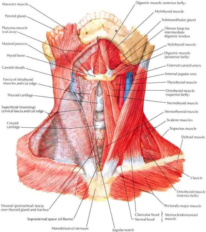 neck organ diagram