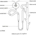 Nephron diagram